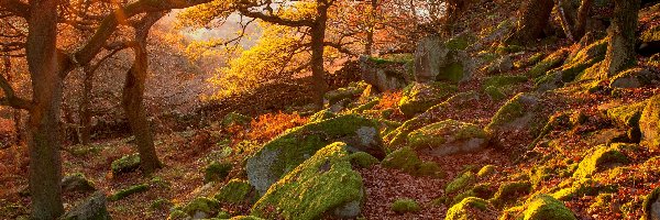 Kamienie, Omszałe, Las, Wschód słońca, Jesień, Anglia, Hrabstwo Derbyshire, Drzewa, Park Narodowy Peak District