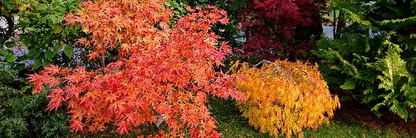 Jesień, Krzewy, Kolorowe