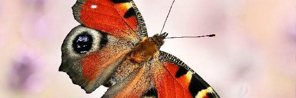 Makro, Rusałka pawik, Motyl