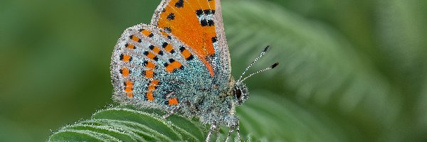 Makro, Liść, Motyl