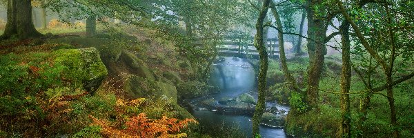 Mostek, Las, Mgła, Drzewa, Anglia, Paprocie, Kamienie, Hrabstwo Derbyshire, Omszałe, Rzeka Burbage Brook, Park Narodowy Peak District