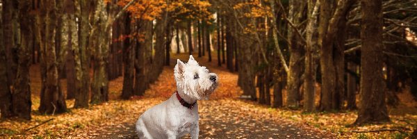 Biały, West highland white terrier, Pies, Drzewa, Droga