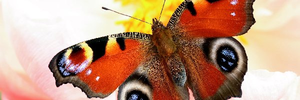 Zbliżenie, Rusałka pawik, Motyl
