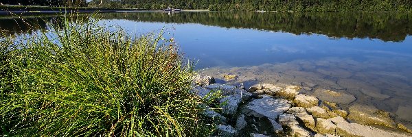 Las, Trawa, Kamienie, Zapora, Jezioro, Zbiornik wodny