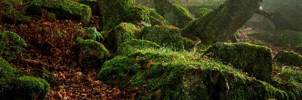 Pnie, Kamienie, Anglia, Hrabstwo Derbyshire, Omszałe, Mgła, Park Narodowy Peak District, Las