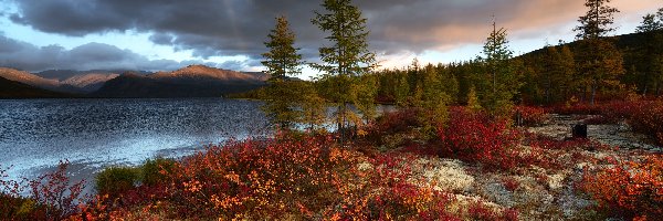 Kołyma, Drzewa, Rosja, Tęcza, Roślinność, Góry, Jezioro Jack London, Jesień, Kolorowa, Magadan