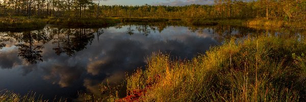 Jezioro, Odbicie, Drzewa, Chmury, Trawa