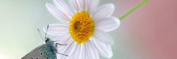 Motyl, Kwiat, Modraszek, Makro, Margerytka