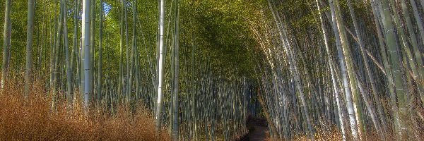 Kioto, Droga, Arashiyama, Japonia, Las bambusowy, Bambusy