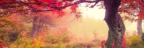 Roślinność, Mgła, Jesień, Drzewa
