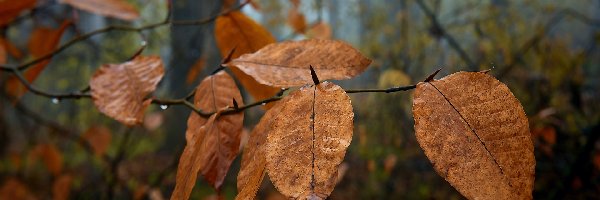 Gałązki, Mokre, Jesienne, Krople, Liście