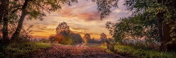 Drzewa, Droga, Zachód słońca, Kot, Kałuża