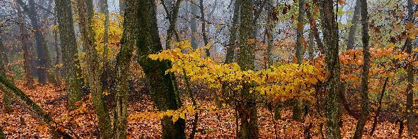 Las, Liście, Żółte, Jesień