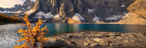 Alberta, Drzewo, Park Narodowy Banff, Kanada, Góry, Jezioro Moraine