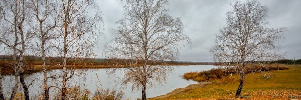 Brzozy, Jesień, Drzewa, Jezioro