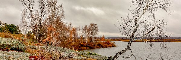 Roślinność, Brzozy, Kolorowa, Jezioro, Drzewa, Jesień