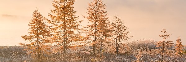 Rosja, Trawa, Mgła, Drzewa, Jesień, Magadan, Kołyma