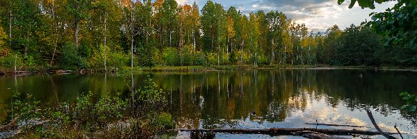 Jezioro, Drzewa, Las, Konar, Rośliny