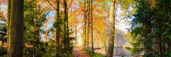 Park, Staw, Drzewa, Ścieżka, Jesień