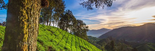 Góry, Herbaty, Pole, Wzgórze, Drzewa, Malezja, Stan Pahang, Plantacja, Cameron Highlands