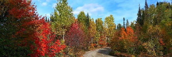Drzewa, Kolorowe, Droga, Jesień, Liście