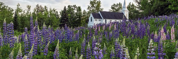 Gmina Myrdalshreppur, Łubin, Miejscowość Vik i Myrdal, Islandia, Drzewa, Kościół