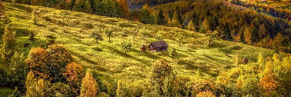 Lasy, Pola, Rumunia, Siedmiogród, Drzewa, Domek, Transylwania, Wieś