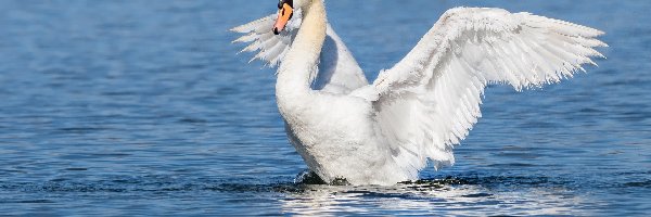 Skrzydła, Łabędź, Rozpostarte, Woda, Ptak, Biały