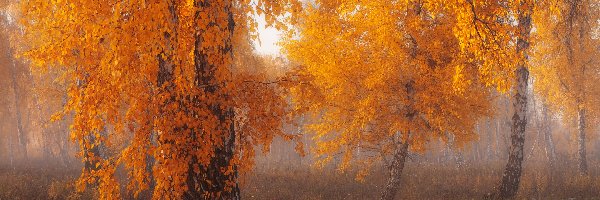 Las, Mgła, Brzozy, Jesień