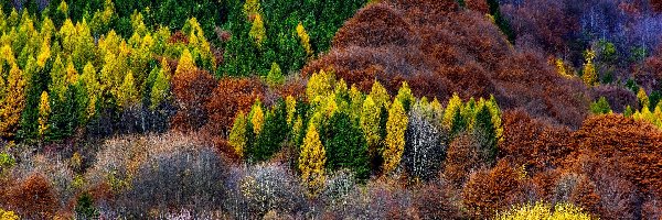 Drzewa, Jesień, Krzewy, Kolorowe