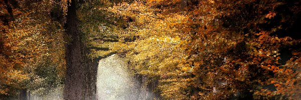 Las liściasty, Mgła, Drzewa, Jesień