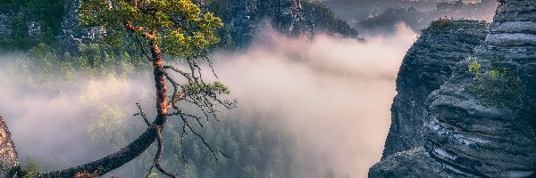 Góry Połabskie, Skały, Niemcy, Sosna, Formacja Bastei, Lasy, Wschód słońca, Park Narodowy Saskiej Szwajcarii