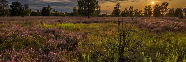 Promienie słońca, Wrzosy, Drzewa, Zachód słońca, Trawa, Wrzosowisko