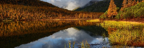 Kołyma, Góry, Rosja, Mgła, Mgła, Szuwary, Jezioro Jack London, Jesień, Drzewa, Obwód magadański