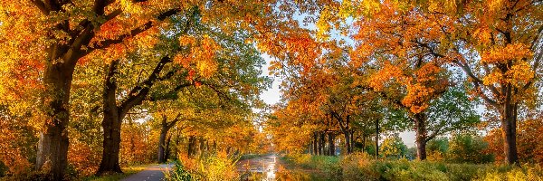 Rzeka, Jesień, Drzewa, Droga
