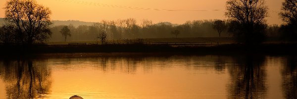 Wschód słońca, Surfingowa, Drzewa, Poranek, Deska, Jezioro