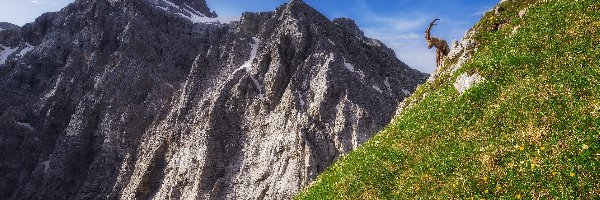 Słowenia, Góra Triglav, Zbocze, Alpy Julijskie, Góry, Koziorożce alpejskie, Dwa