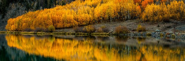 Jesień, Drzewa, Pożółkłe, Odbicie Jezioro, Jezioro