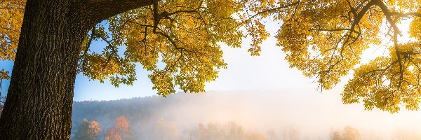 Drzewa, Trawa, Mgła, Jesień