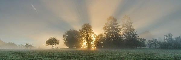 Słoneczne, Drzewa, Wschód słońca, Trawa, Łąka, Światło, Mgła