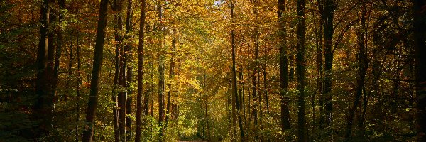 Jesień, Droga, Las, Drzewa, Ścieżka
