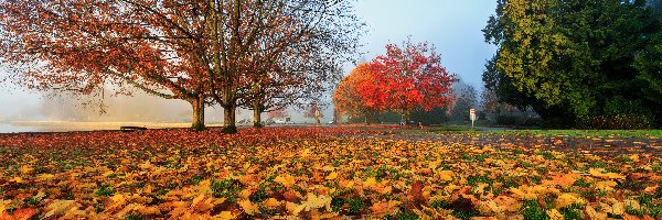 Opadłe, Ławka, Jesień, Liście, Drzewa, Park