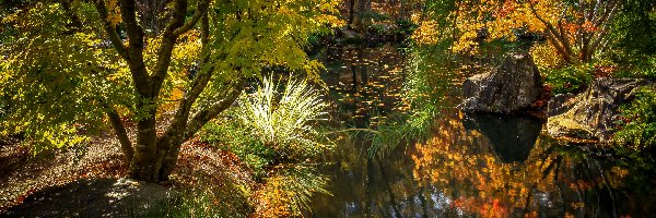 Park, Drzewa, Staw, Jesień, Rośliny