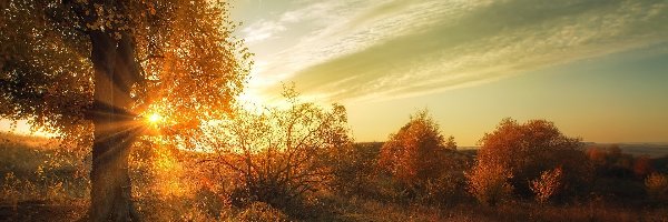 Promienie słońca, Krzewy, Drzewo, Jesień
