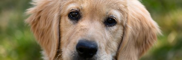 Golden retriever, Szczeniak, Pies