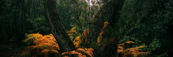 Las, Paprocie, Pożółkłe, Drzewa