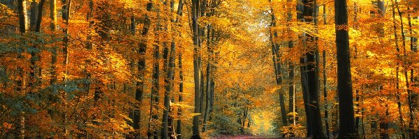 Liście, Drzewa, Roślinność, Jesień, Ścieżka, Las