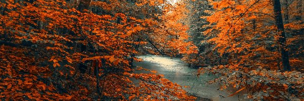 Las, Liście, Drzewa, Rzeka, Kolorowe, Jesień