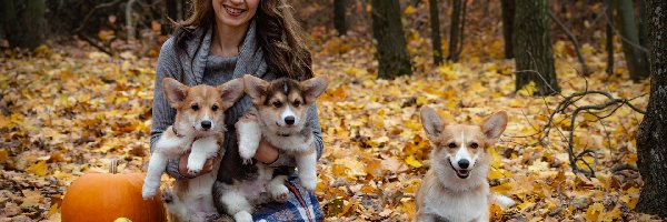 Liście, Welsh corgi pembroke, Kobieta, Psy, Trzy, Dynia, Koc