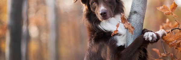 Pies, Drzewo, Border collie, Brązowy